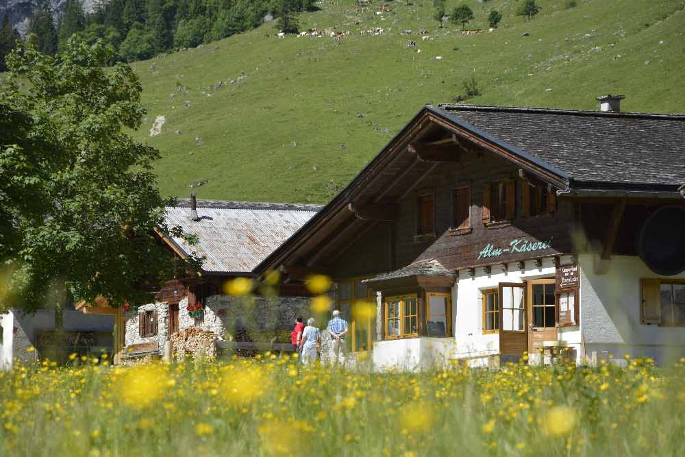 Almauftrieb - der Almsommer beginnt, die Engalm Käserei am Ahornboden nimmt wieder ihre Arbeit auf