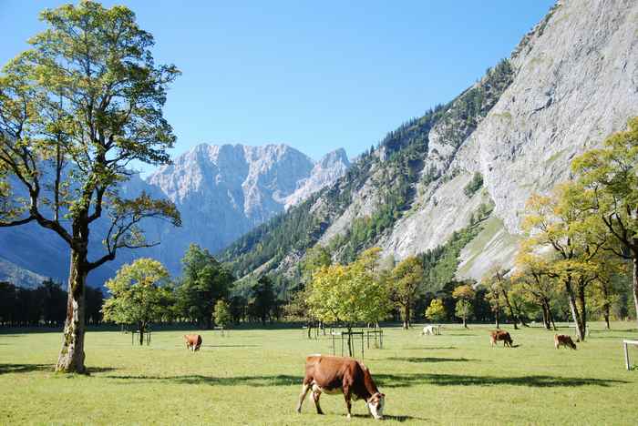 Eine Baumpatenschaft am Ahornboden im Karwendel