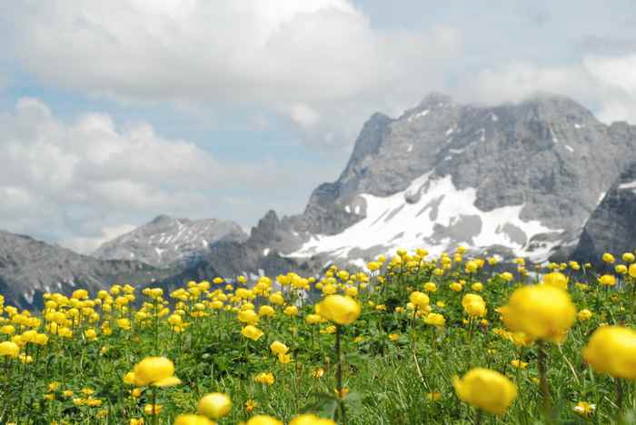 Frühling auf der Falkenhütte im Karwendel - ein Meer an Trollblumen