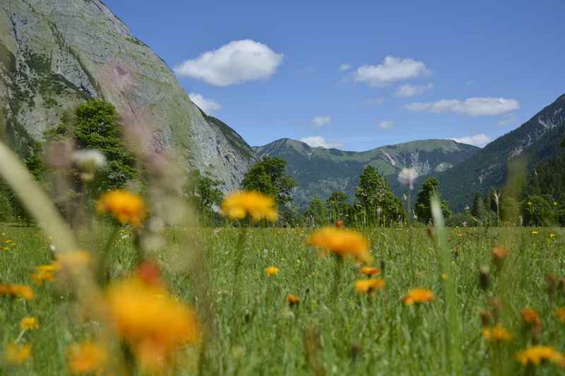 Wenige Wochen später blühen die Blumen am großen Ahornboden 