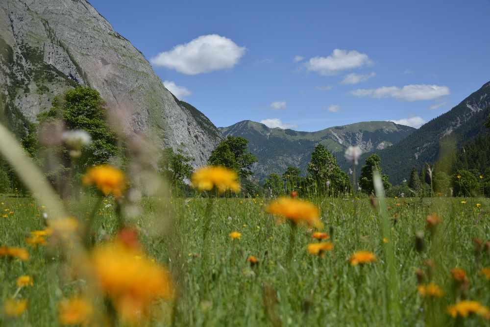 Almauftrieb - sobald die Wiesen genug Gras haben und die Blumen blühen ist der Almauftrieb am Ahornboden 