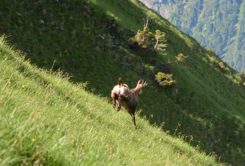 Mit den Gämsen wandern im Karwendel - sie sind schnell und wendig