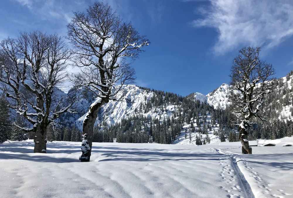 So schön ist die Winterlandschaft bei der Rohntalalm mit den verschneiten Ahornbäumen