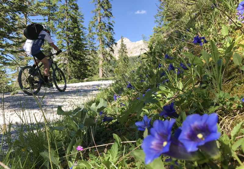 Im Juni blüht der Enzian recht zahlreich neben der MTB Route im Karwendelgebirge