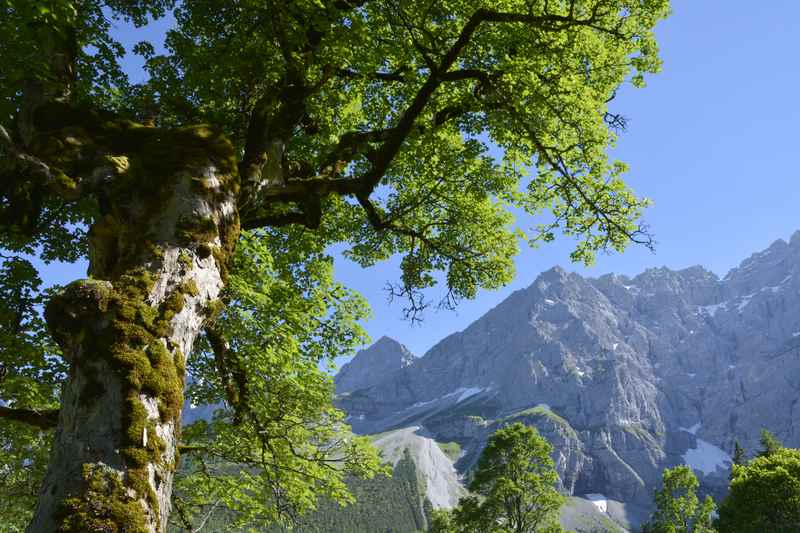 Die uralten Ahornbäume mit dem blauen Himmel und den grauen Bergspitzen 