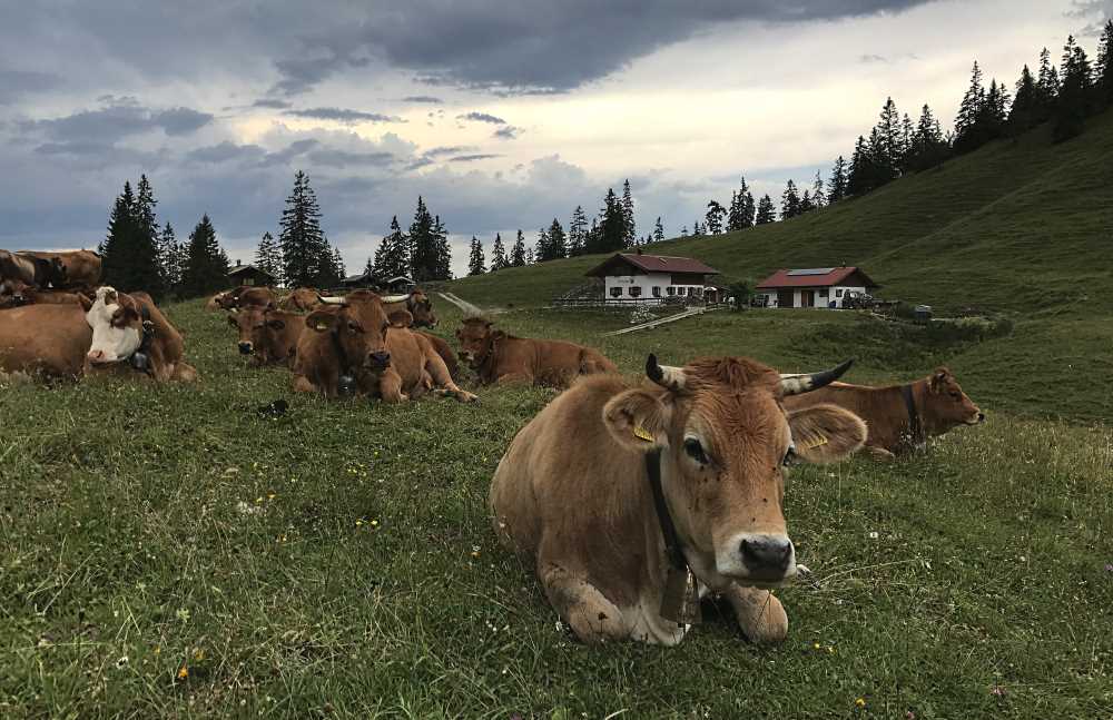 Wie früher weiden die Kühe im Sommer auf den Almen im Karwendel