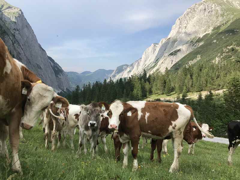 Von diesen Kühen kommt das sanfte Bimmeln im ganzen Laliderertal