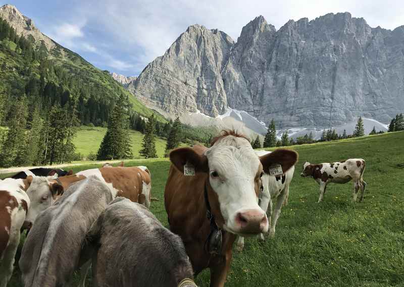 Auch den Kühen gefällt es auf der Sommerweide vor den Lalidererwänden