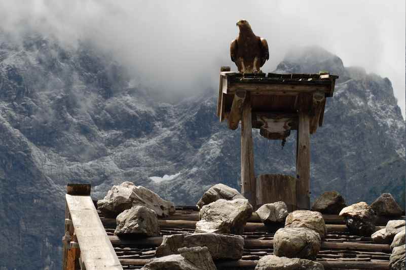 Ein erhabener und seltener Moment: Ein Adler im Naturpark Karwendel