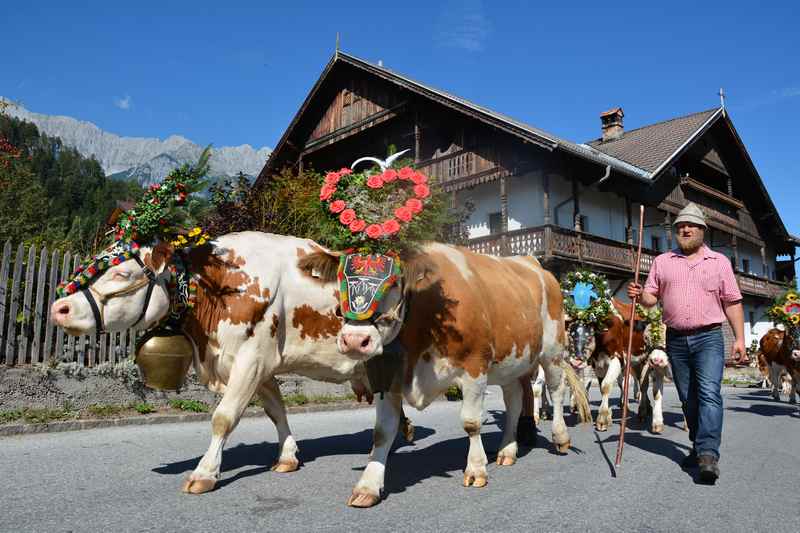 Die Tradition und das Brauchtum lebt im Naturpark Karwendel - beim Almabtrieb in Terfens