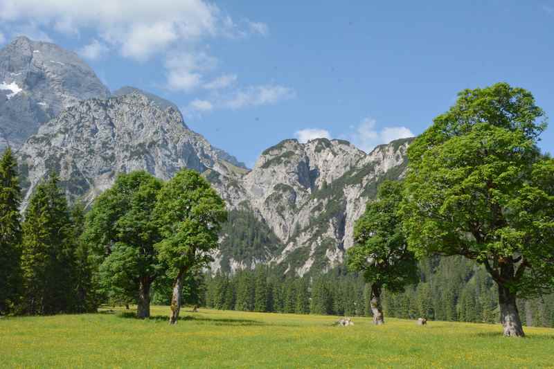 Auch am Rohntalboden wachsen Ahornbäume