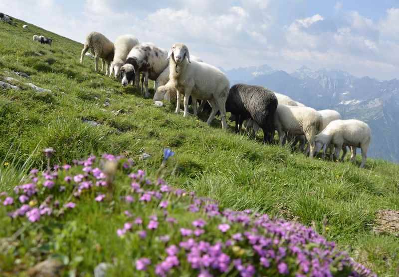 Auf der Wanderung zum Scharfreiter Gipfel treffen wir im Sommer Schafe