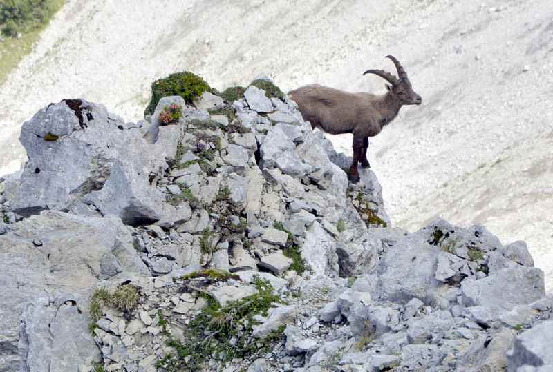 Das war der Steinbock direkt unterhalb vom Schafjöchl im Karwendel