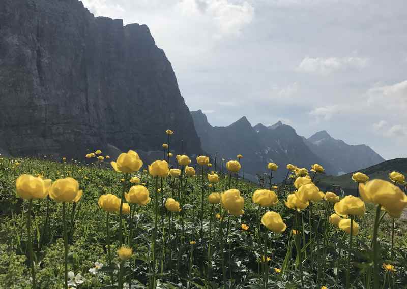 Die gelben Trollblumen am Hohljoch im Karwendel