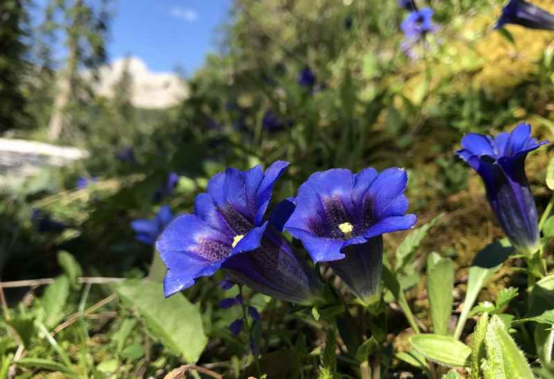 Von der Post in Hinterriß gibt es Wanderungen im Juni und Juli zum blauen Enzian