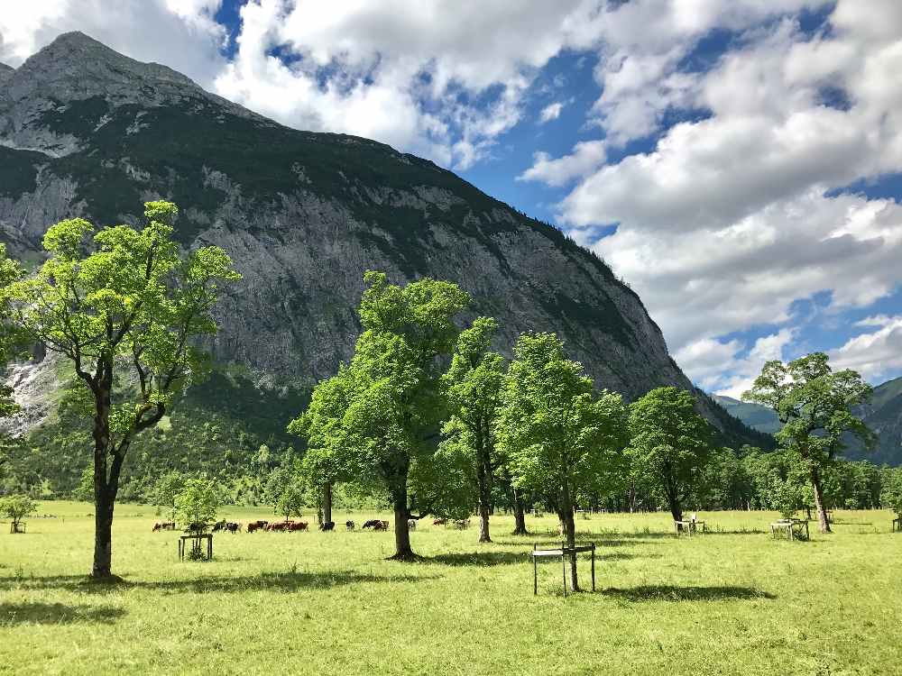 Was für Dimensionen! Die Kühe im Vergleich zu den Ahornbäumen - dazu die Relation zum riesigen Karwendelgebirge