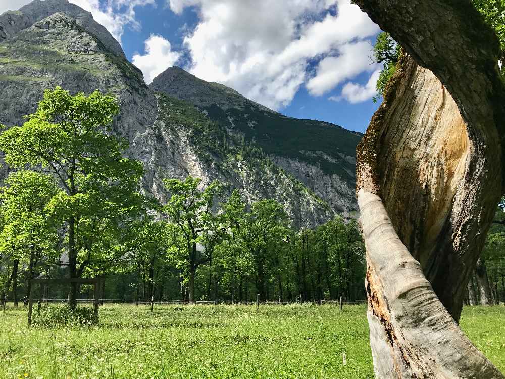 großer Ahornboden im Karwendel - Naturidyll im größten Naturpark von Österreich. Knorrige Baumriesen bilden die Kulisse.