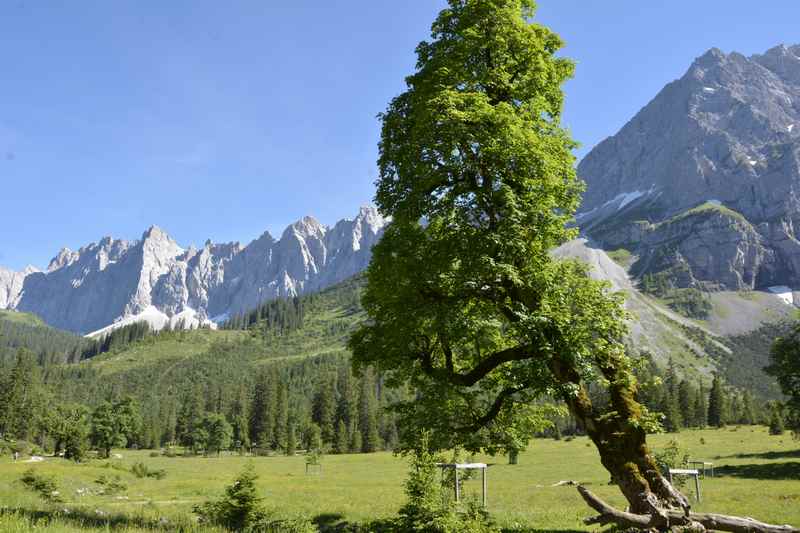 Kleiner Ahornboden im Karwendel mit Bergahorn