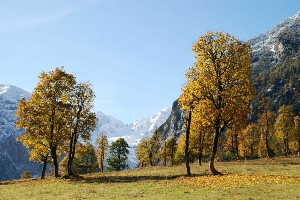 Ahornboden Blattfärbung