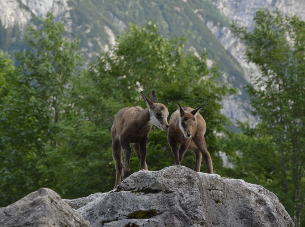 Junge Gämsen beobachten - tolles Erlebnis in der Natur am Ahornboden