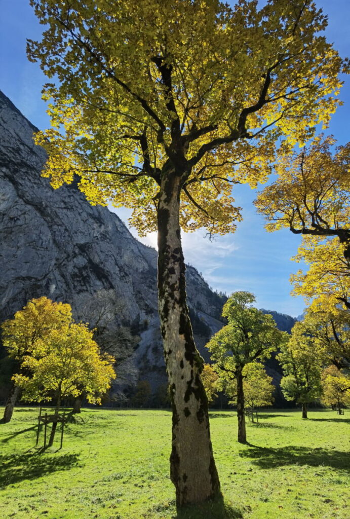 Ahornboden Herbst - die Blattfärbung in voller Pracht