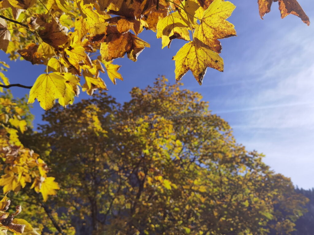 Ahornboden Herbst