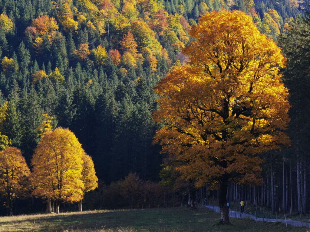 Ahornboden Herbstfärbung auf dem Weg zur Plumsjochhütte