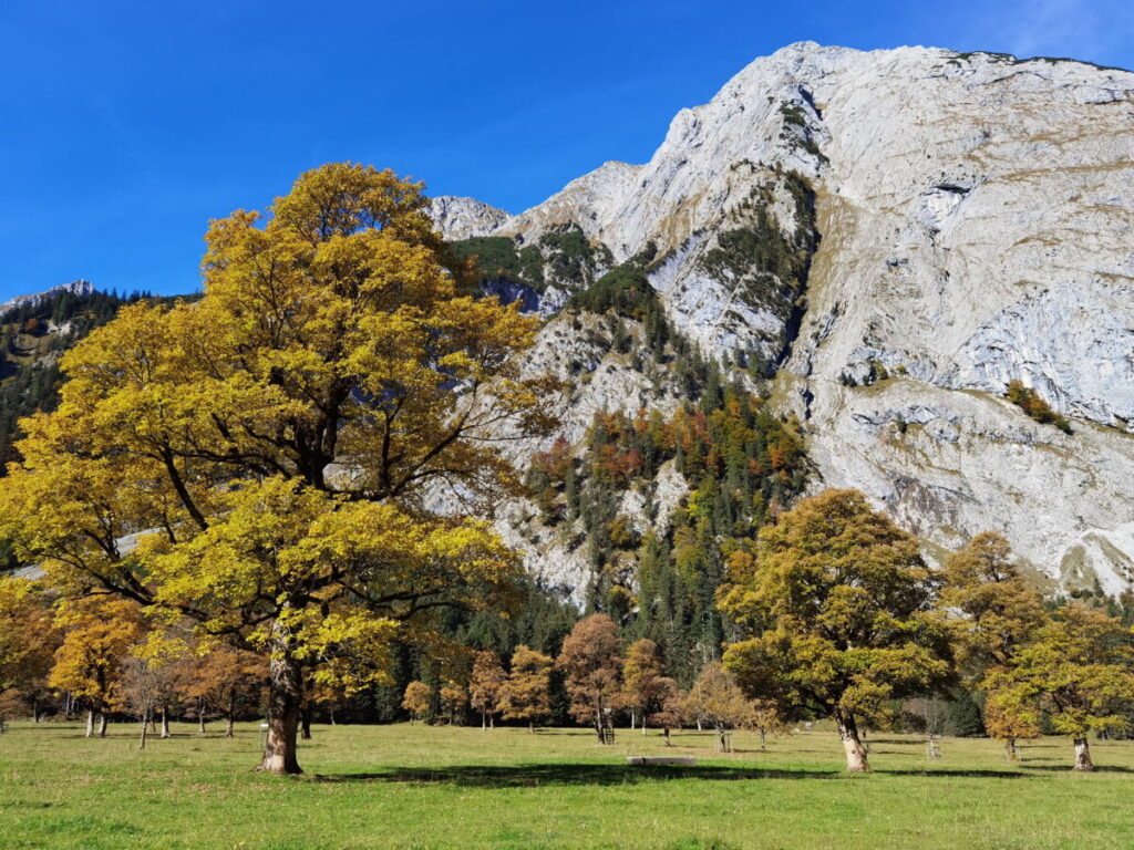 Ahornboden Herbst