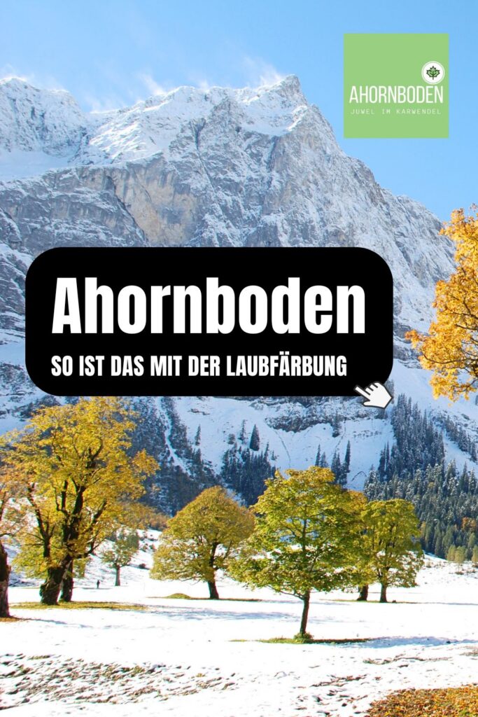 Ahornboden Laubfärbung