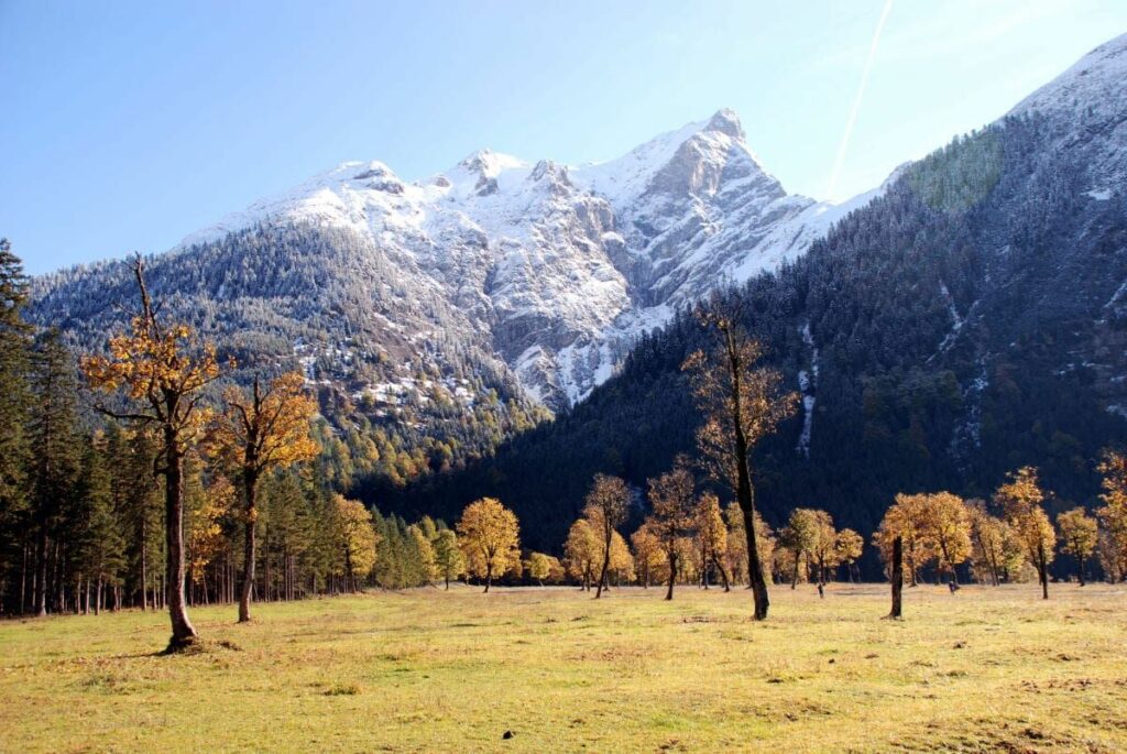 Ahornboden Blattfärbung im Herbst