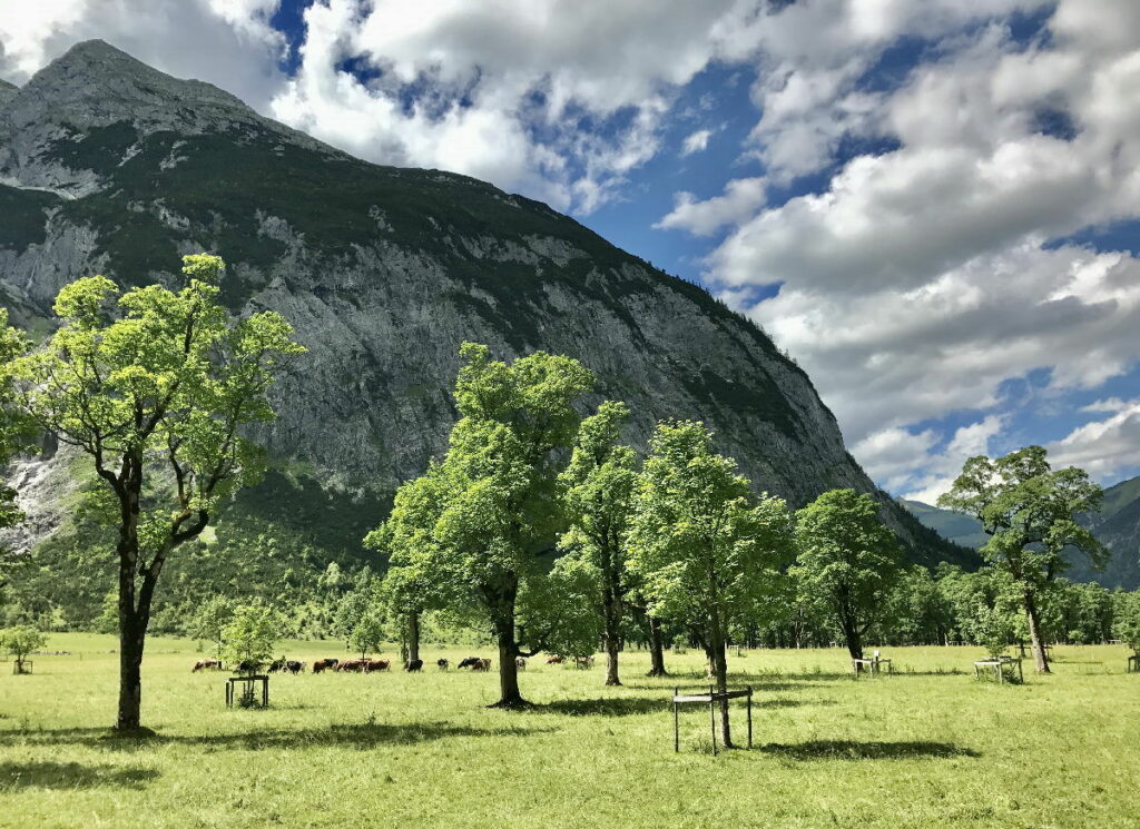 Großer Ahornboden im Risstal - vergleich mal die Größe der Bäume mit den Kühen und den Bergen...