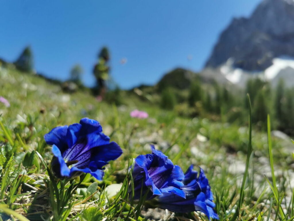 Plan deine Ahornboden Wanderung im Frühsommer! Dann findest du die Wiesen voll von Enzian.