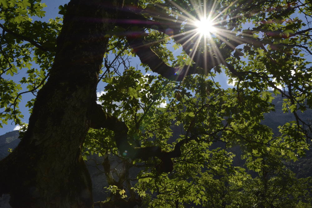 Die Magie der Bäume am Ahornboden, wenn die Sonne durch die Blätter strahlt