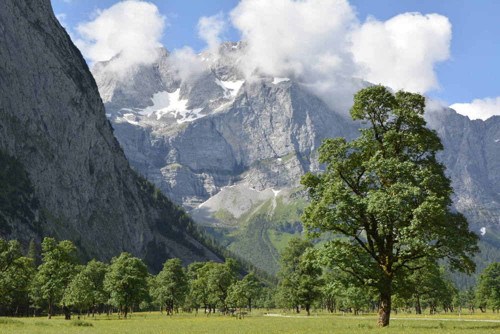 Baumpatenschaft am schönsten Platz in Tirol!