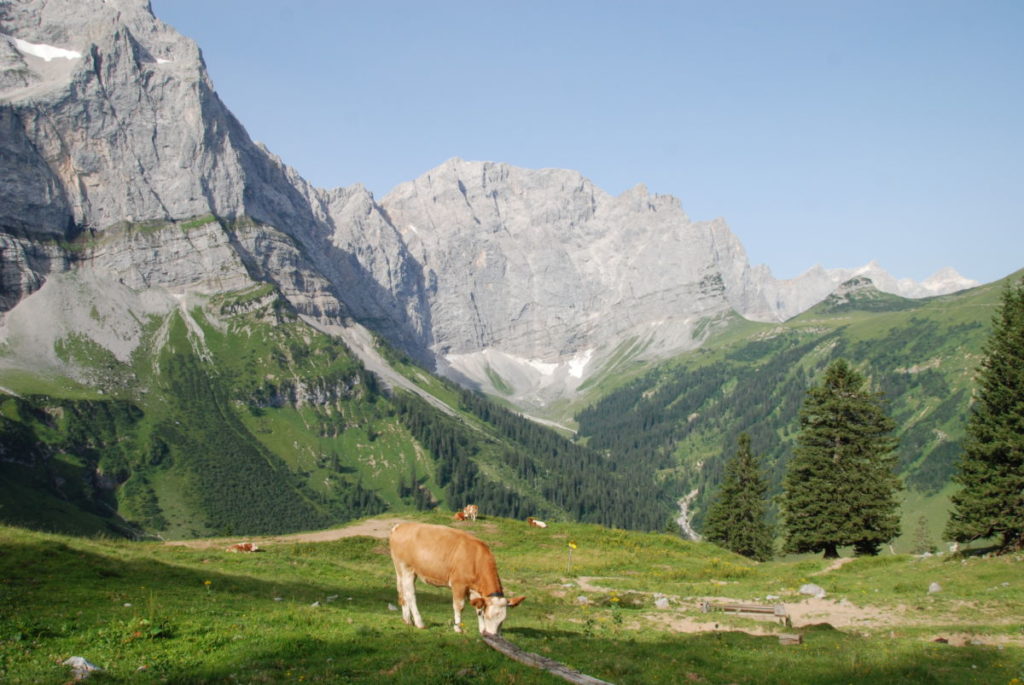 Auf die Binsalm wandern - und die Kühe auf der Alm beobachten