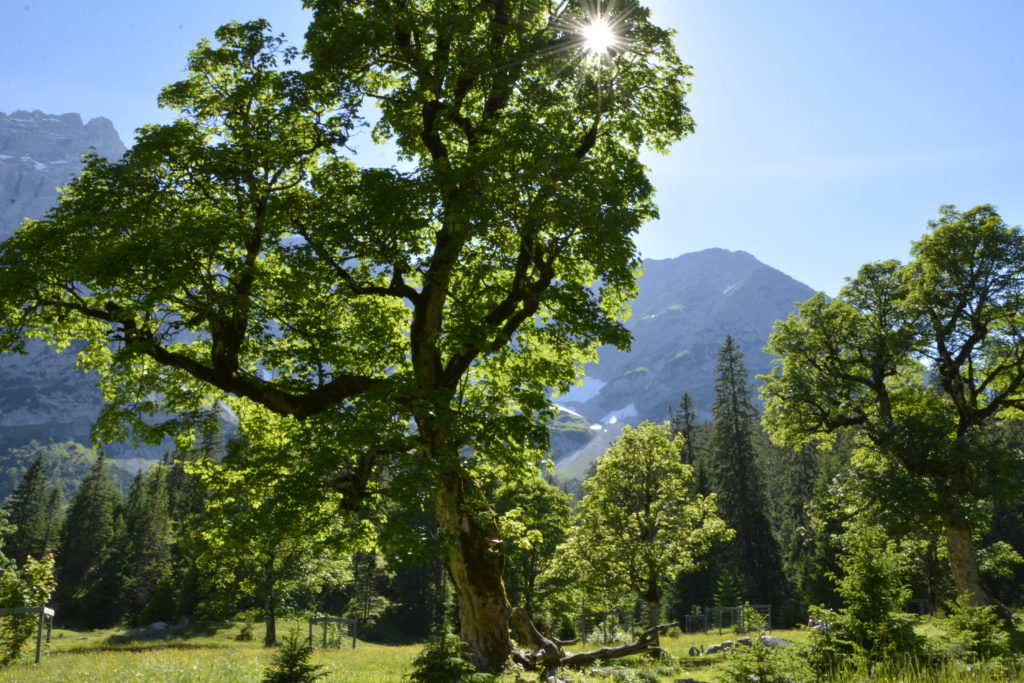 Der Bergahorn - jahrhundertealte Bäume findest du hier in diesem Gebiet