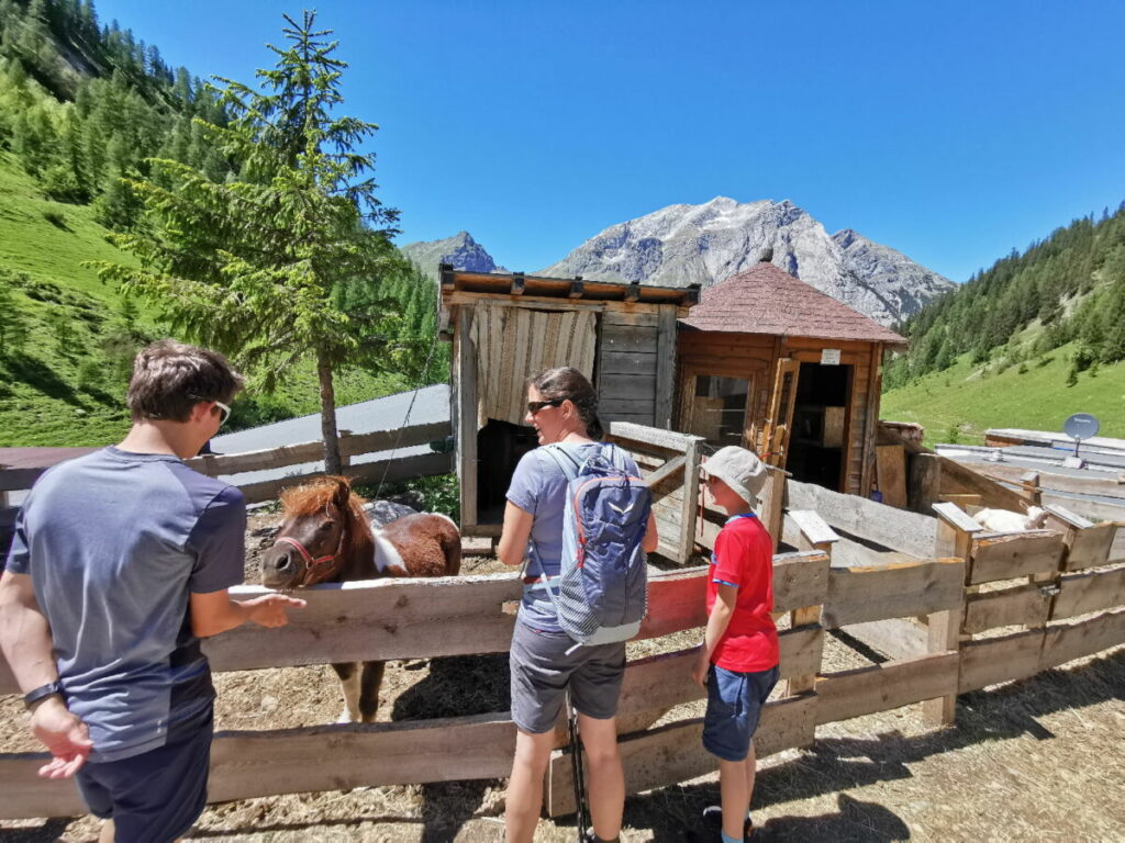 Die Tiere auf der Alm haben es gut