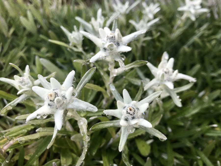 Das Edelweiss kannst du beim Wandern finden 