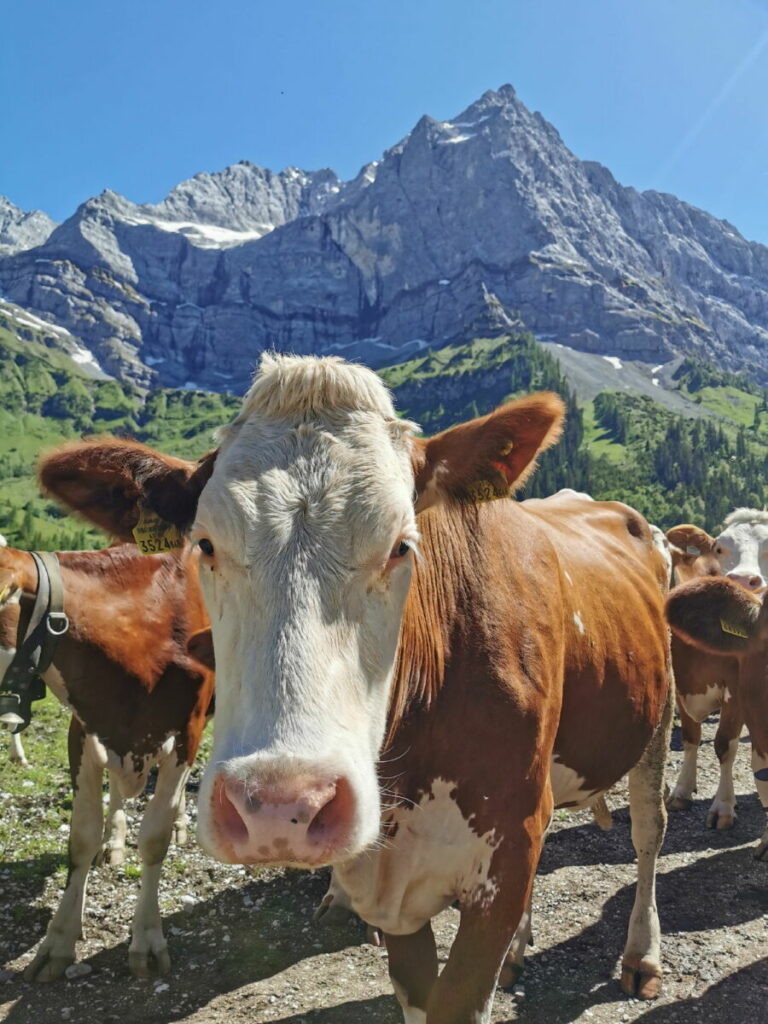 Die Eng - das ist viel tolle Landschaft und die Kühe mit den Bergspitzen des Karwendelgebirge