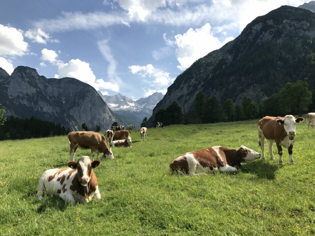 Im Sommer weiden die Kühe der Engalm auf den Wiesen am Ahornboden - aus der besonders guten Milch wird Käse gemacht
