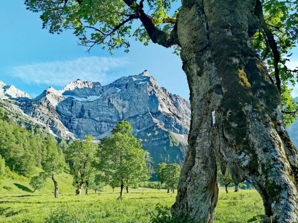 Die Eng - der alpine Traum mit uralten Ahornbäumen und den imposanten Felswänden des Karwendel