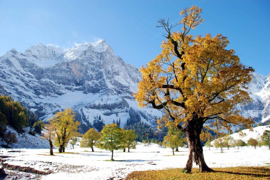 Die perfekte Ahornboden Laubfärbung: Die goldgelben Bäume am Großen Ahornboden mit dem ersten Schnee im Karwendel