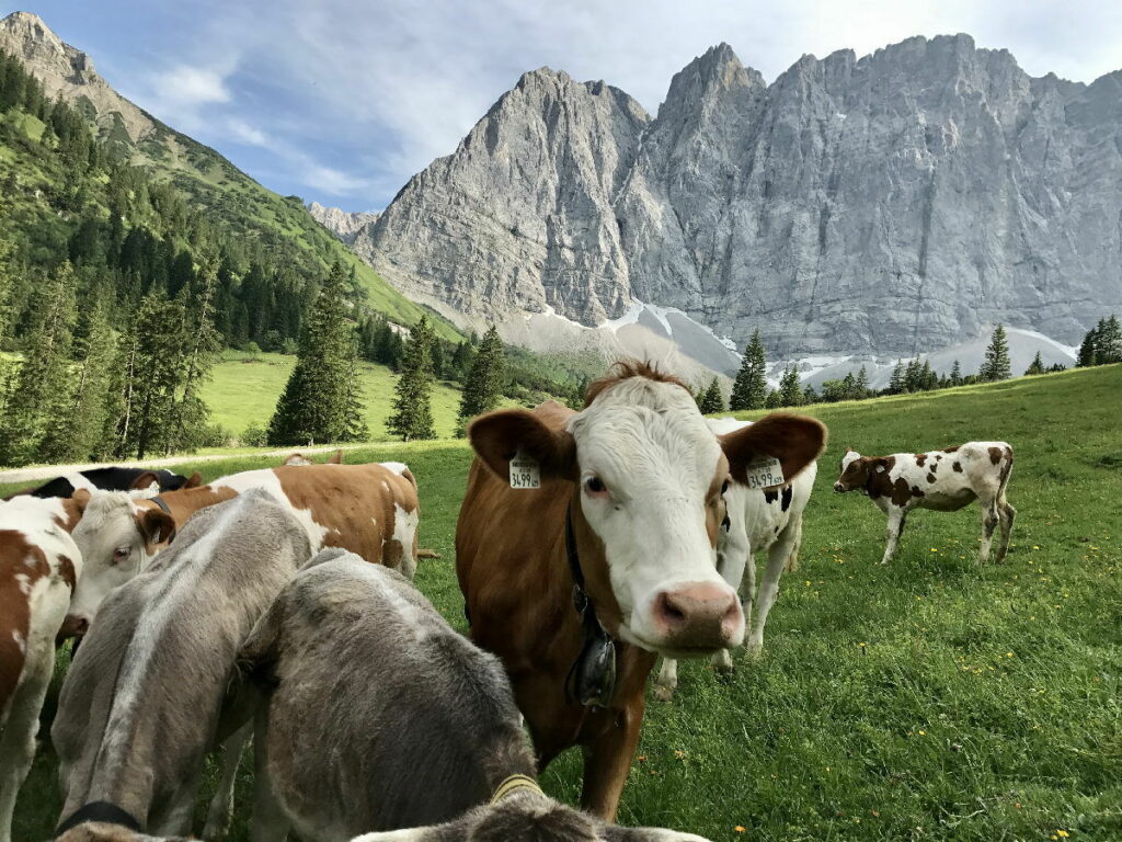 Almidylle im Laliderertal, unthalb des Hohljochs