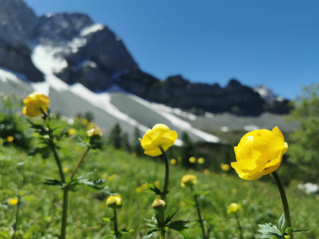 Entdecke die bunten Blumenwiesen im Frühsommer am Lamsenjoch