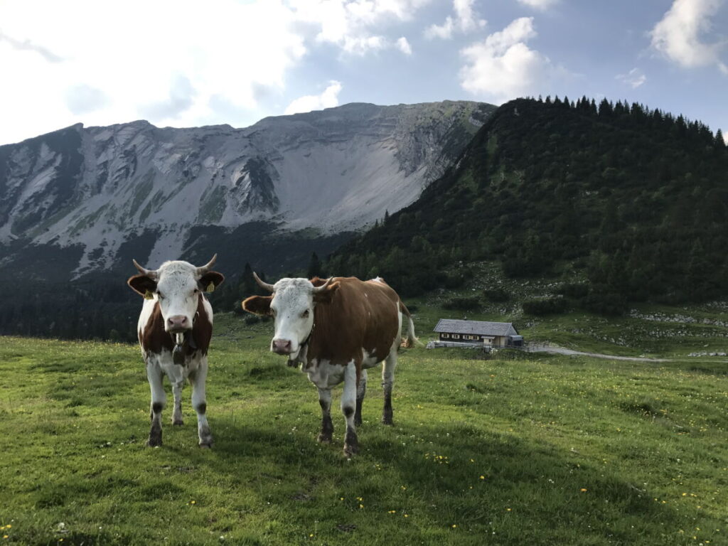 Über die Moosenalm auf den Schafreuter wandern