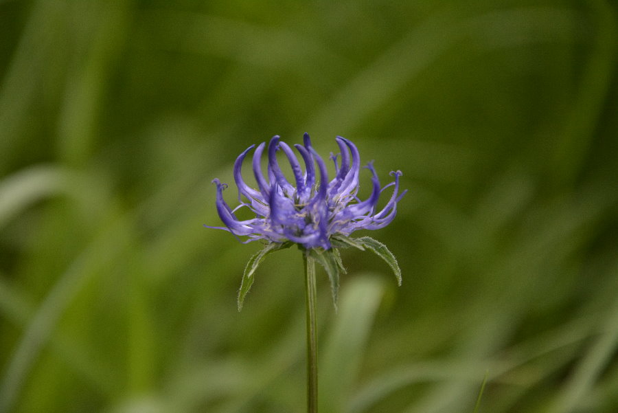 Nimm dir Zeit für die Blumen am Wanderweg