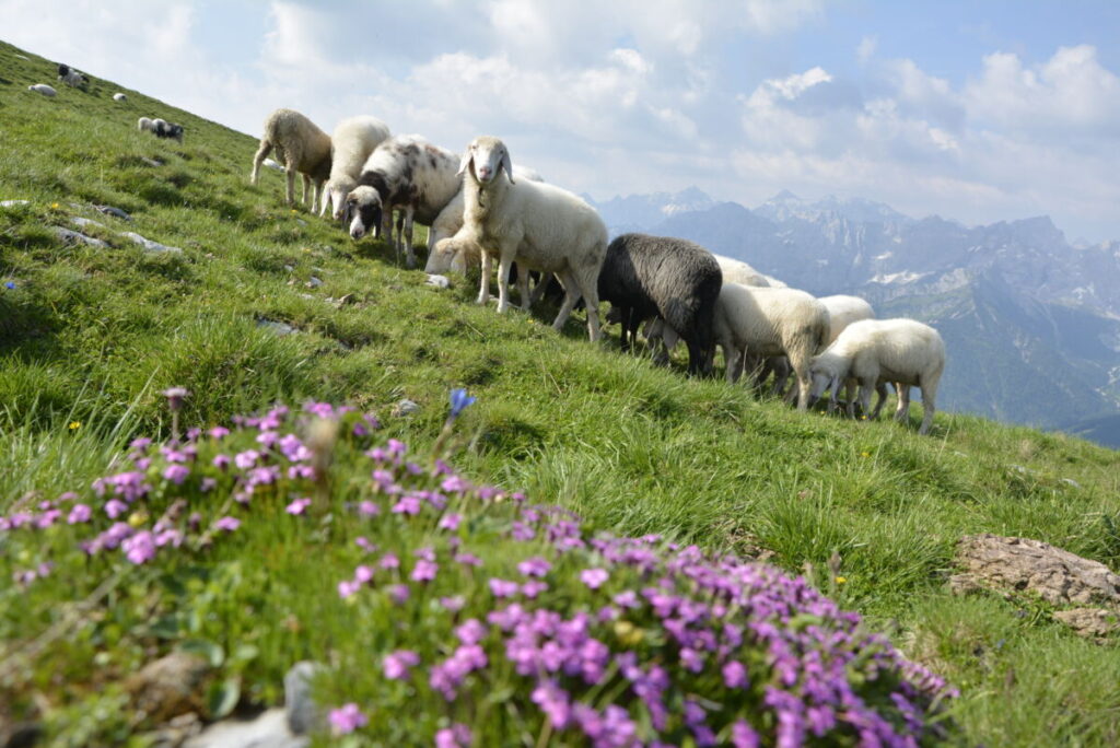 Im Sommer grasen die Schafe auf den Wiesen am Schafreuter