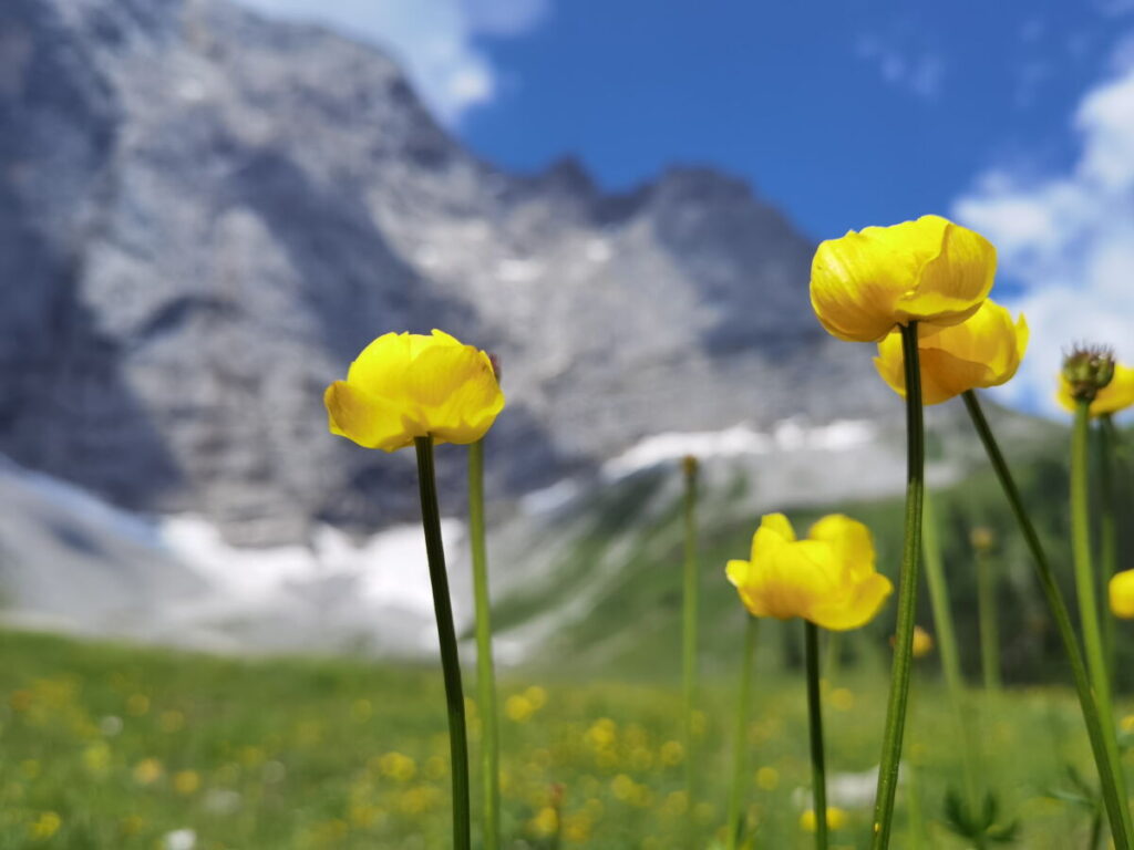 Trollblumen vor der Grubenkar-Felswand - hier endet der Ahornboden