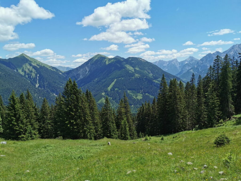 Die Alm zwischen dem Wald und dem Vorderskopf Gipfel - im Hochsommer sind Kühe hier oben