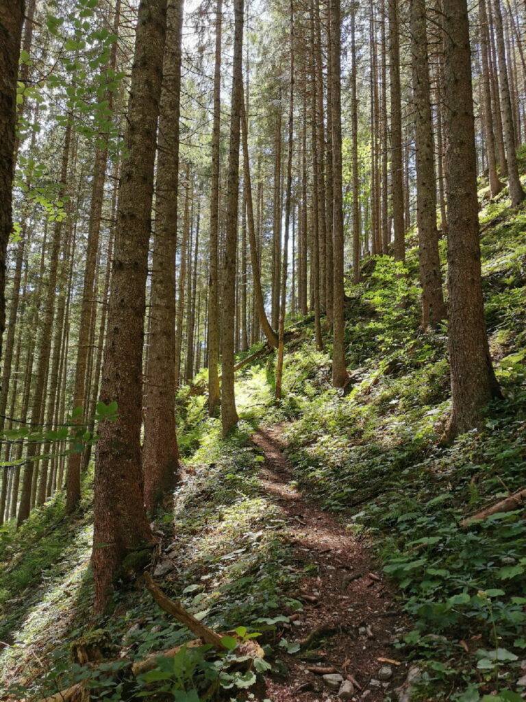 Auf den Vorderskopf wandern - und den Schatten im Wald genießen